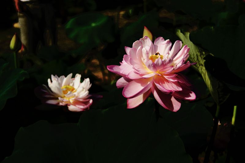 荷花  低调 009_nEO_IMG.jpg
