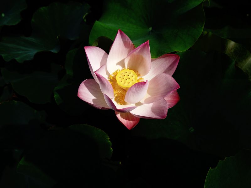 荷花  低调 010_nEO_IMG.jpg
