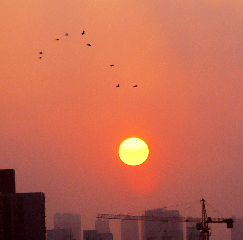 太阳升 鸟儿飞.jpg