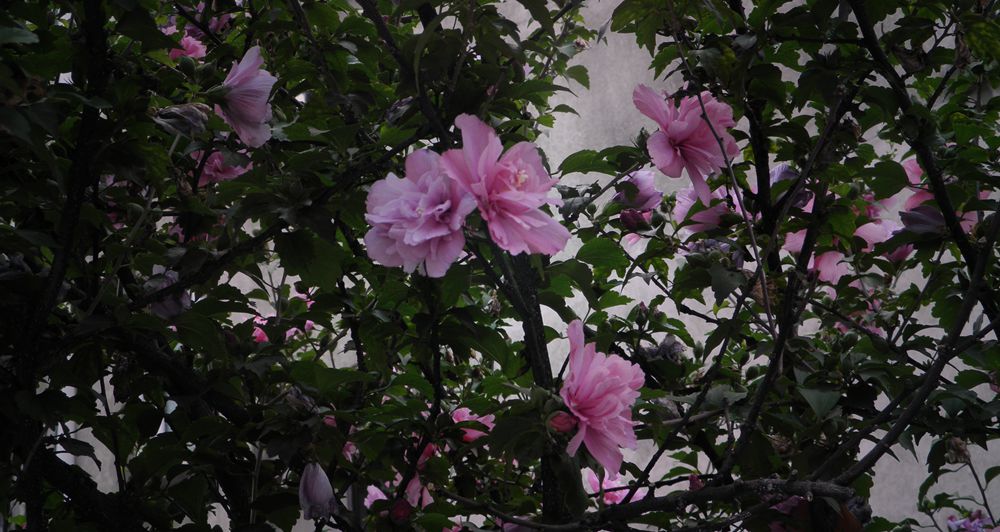 P9180426.JPG