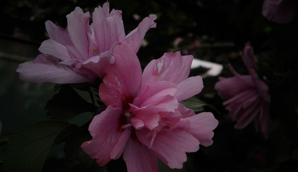 P9180425.JPG