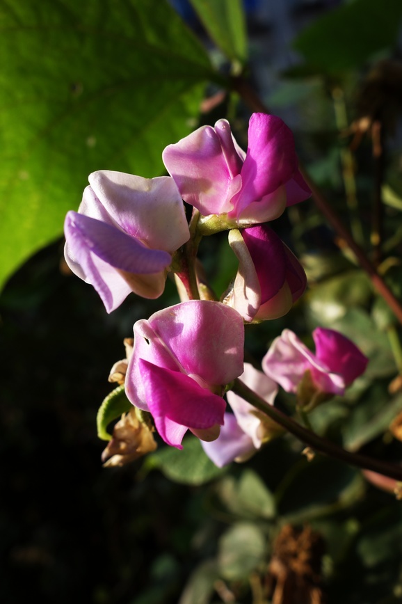 nEO_IMG_DSC01317.jpg
