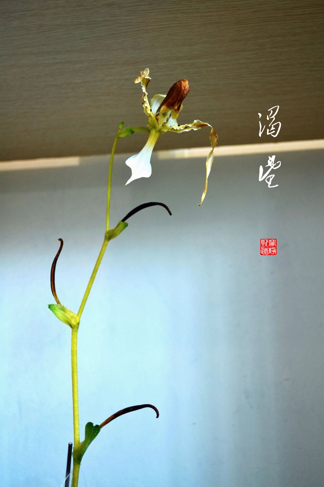 渴望.jpg