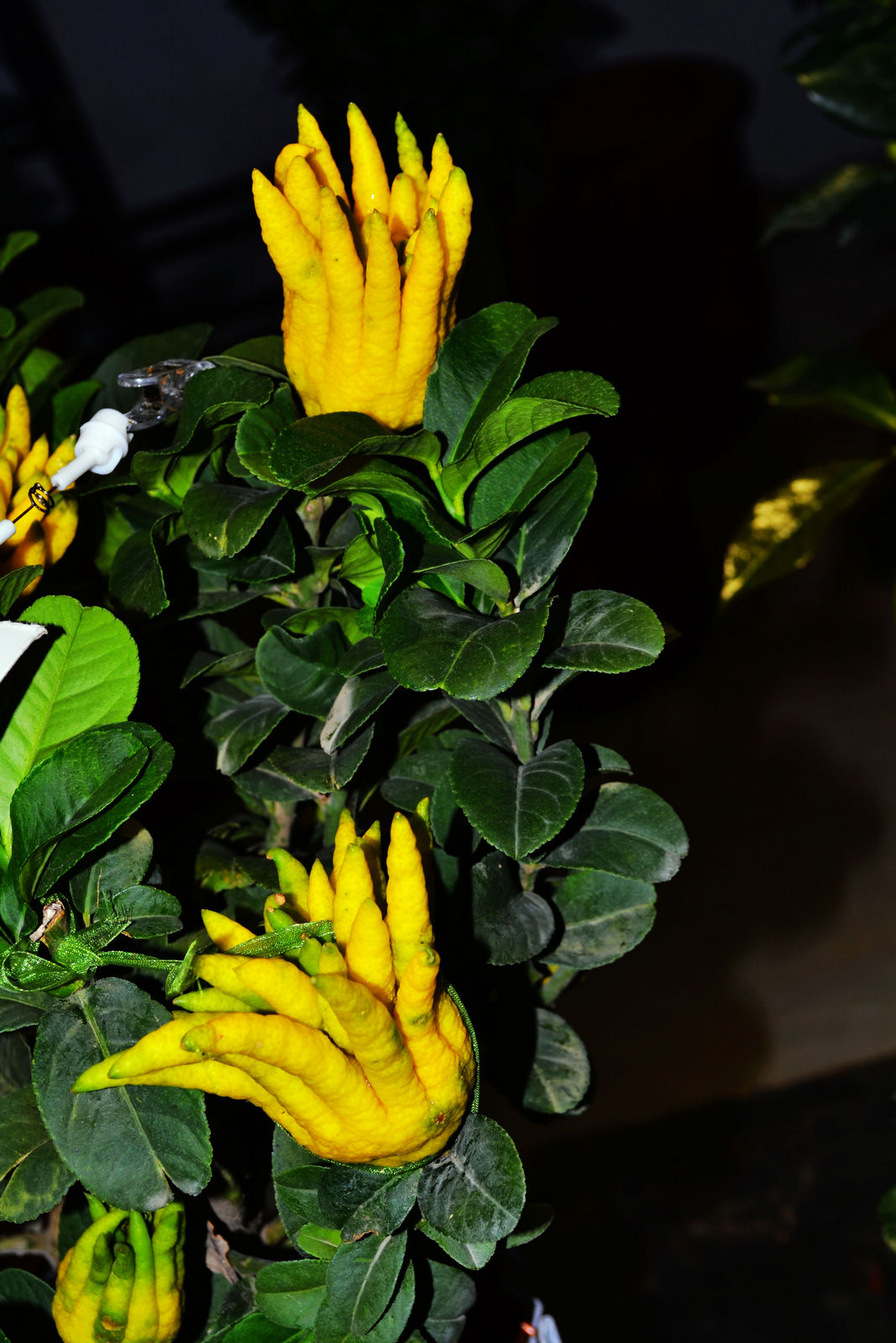 DSC_0148.JPG