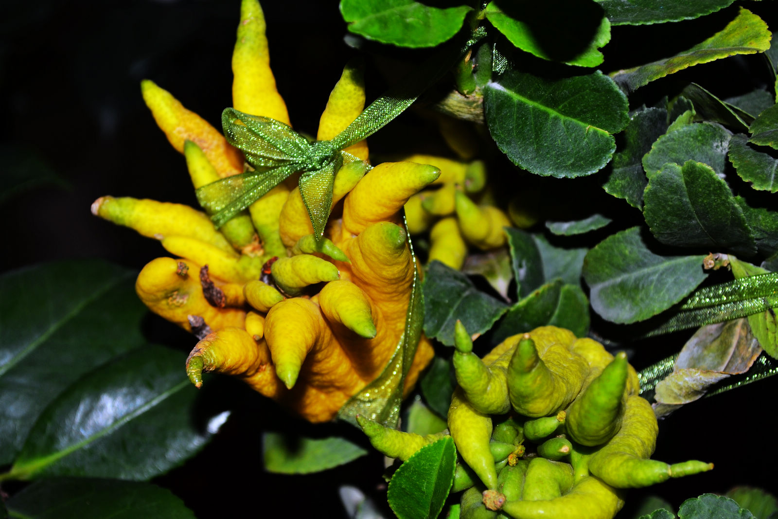 DSC_0145.JPG