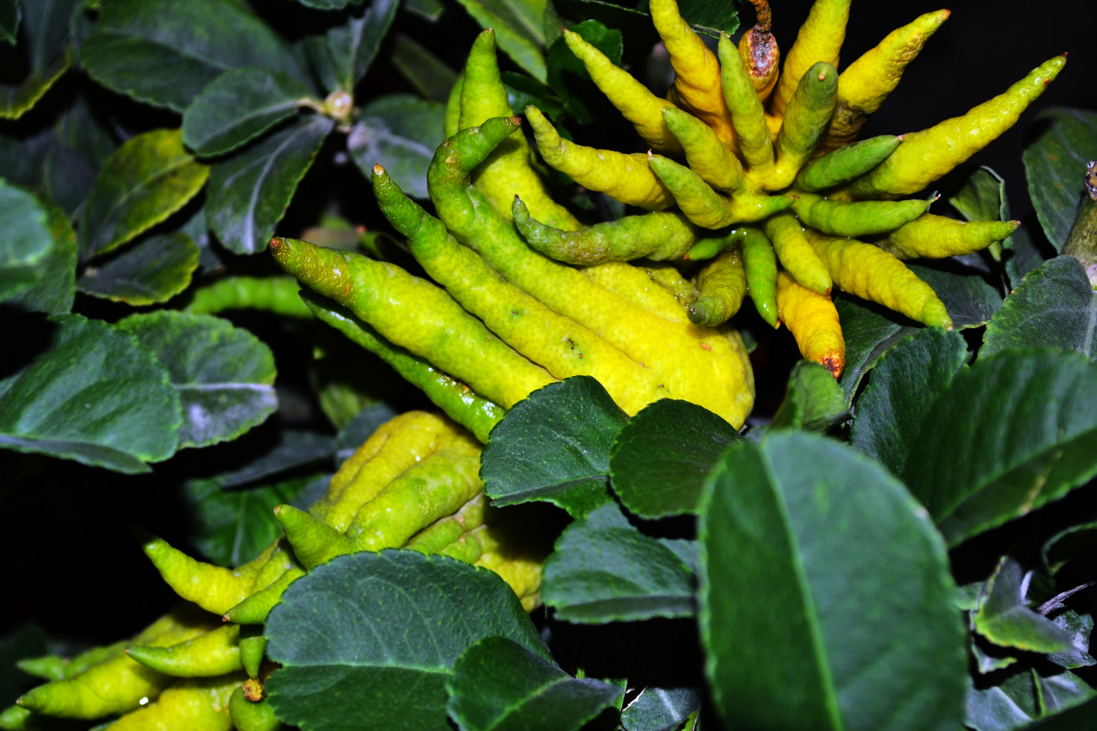 DSC_0146.JPG