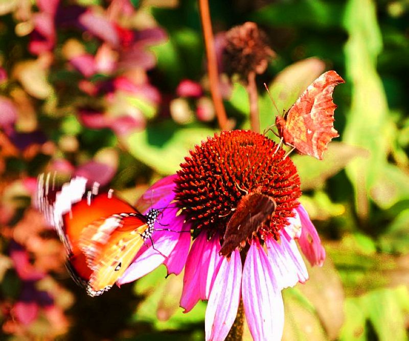 P1320634a.jpg