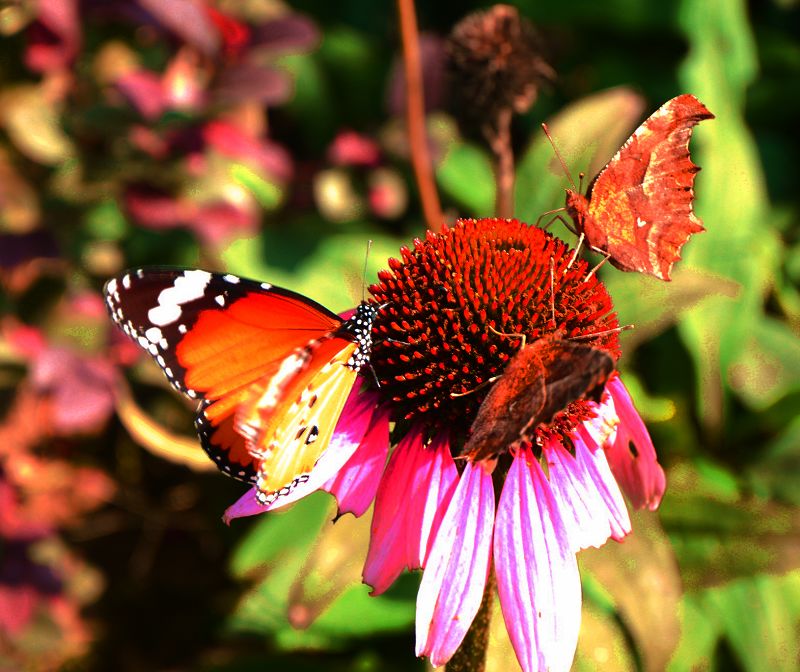P1320636a.jpg