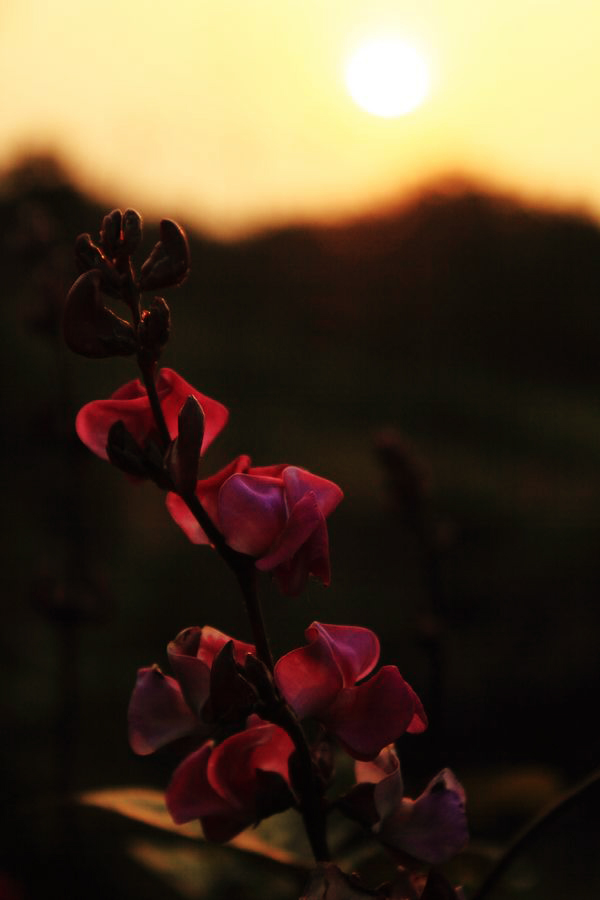_MG_4365.JPG