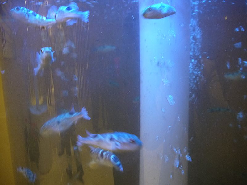 P1340277a.jpg