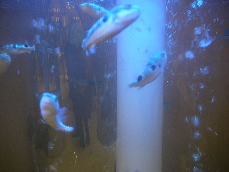P1340278a.jpg