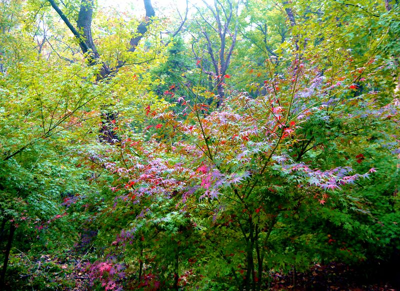 P1370479a.jpg