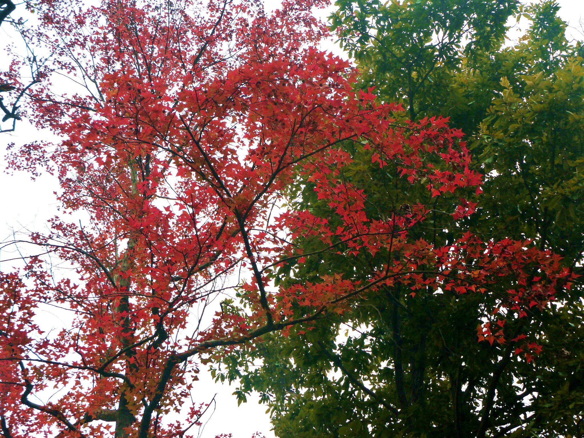 P1370500a.jpg