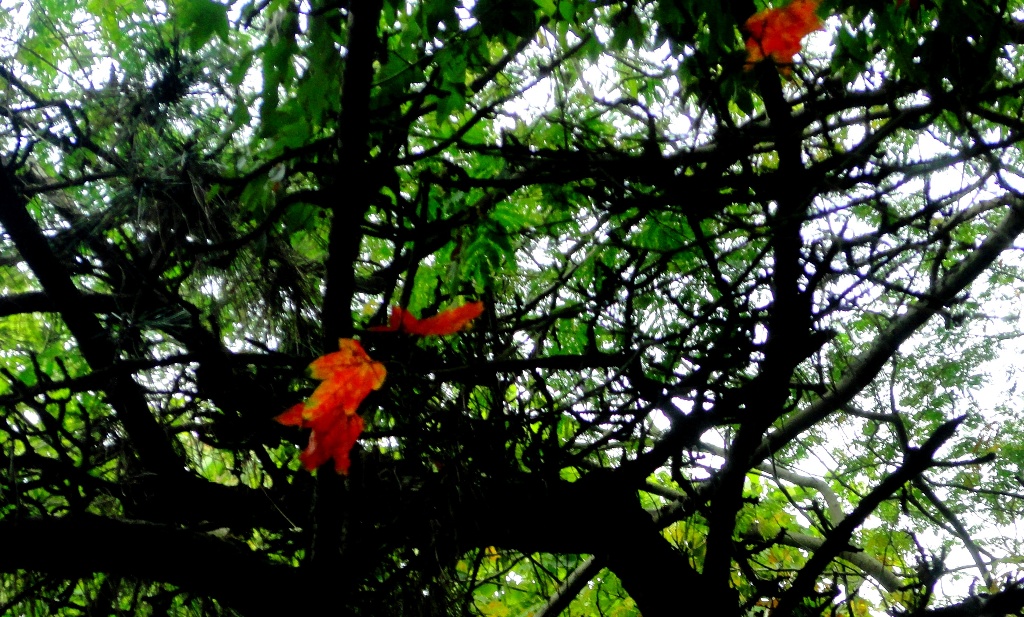 DSC07007.JPG