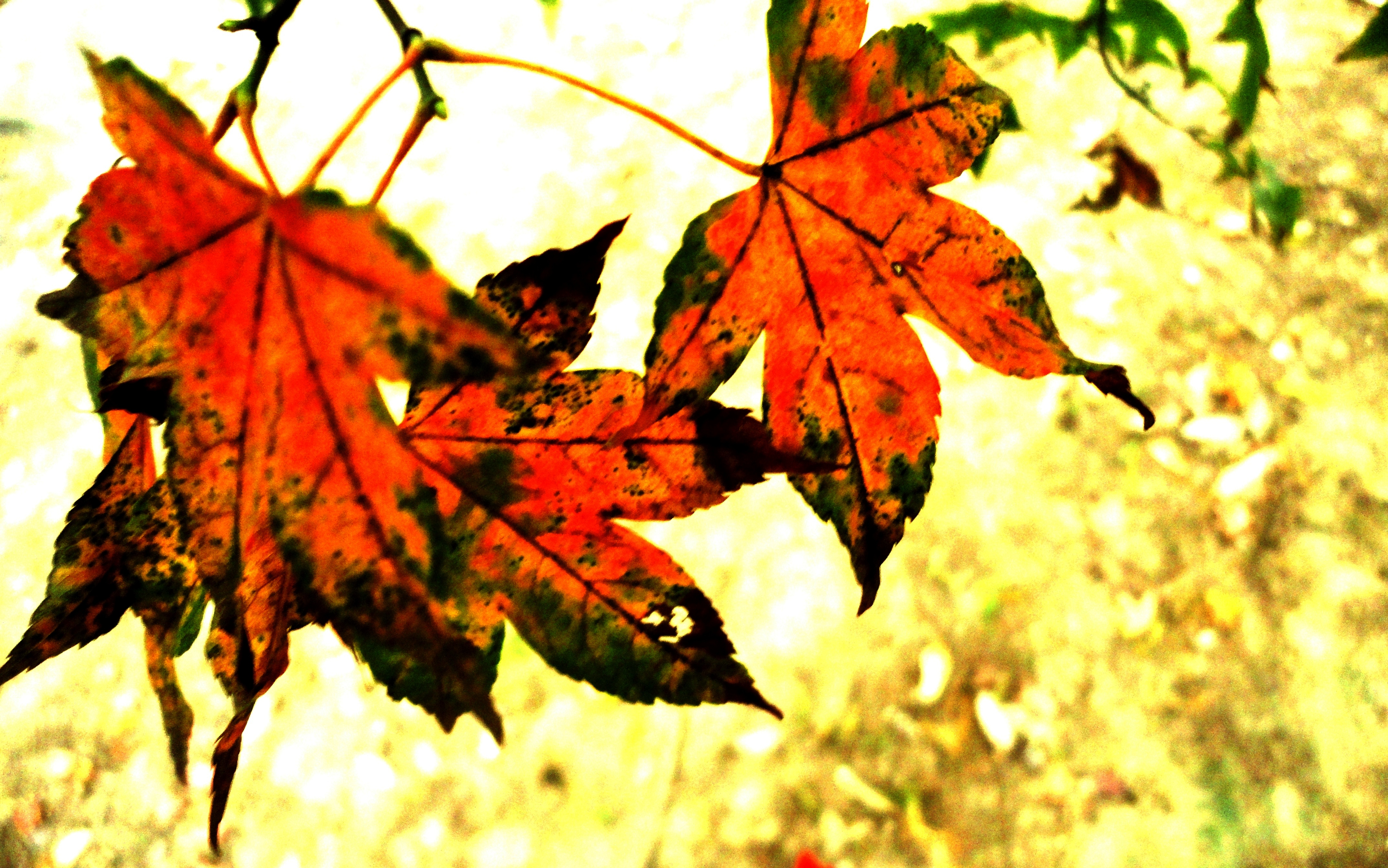 DSC06999.JPG