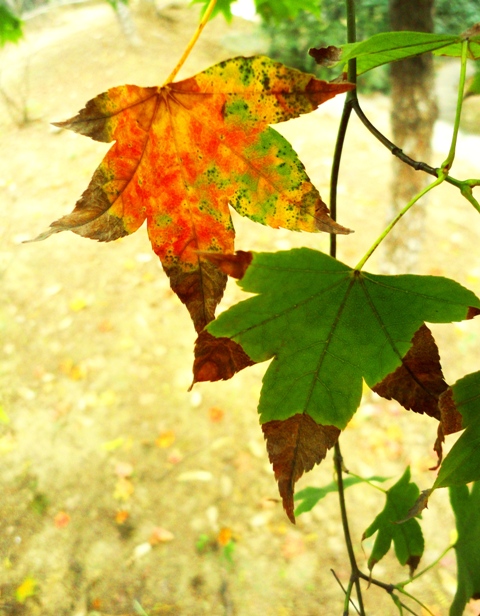 DSC06997f.JPG