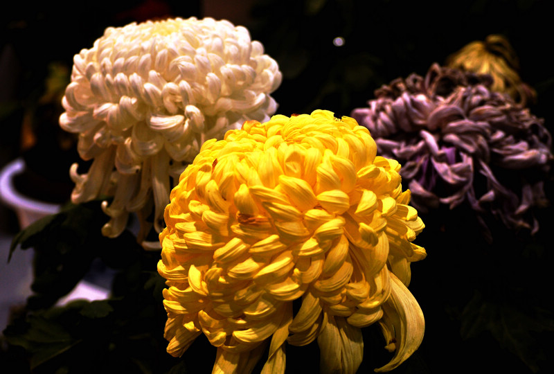 DSC_0987.jpg