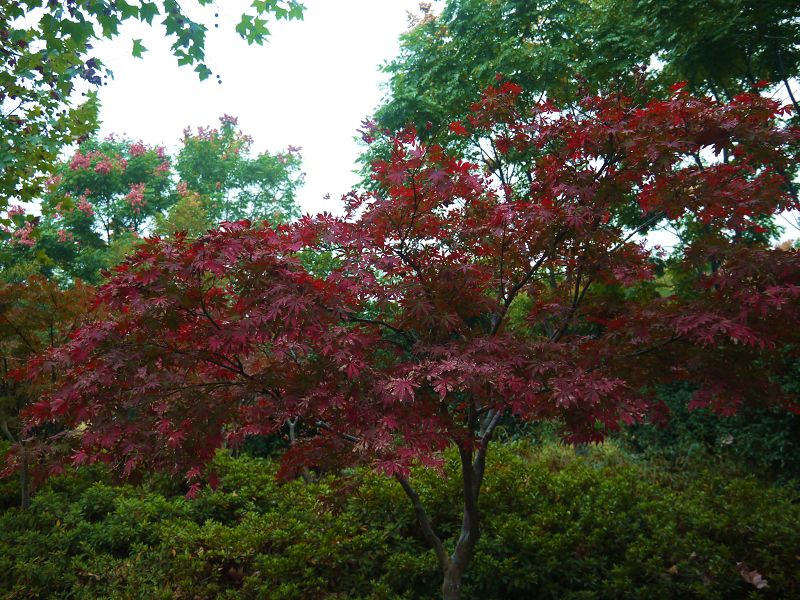 P1370961a.jpg