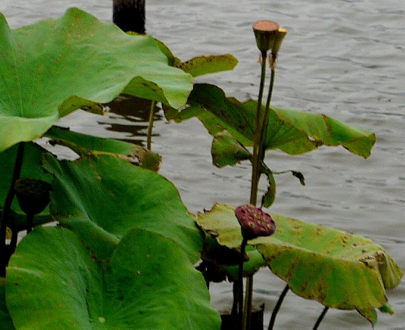 P1380891a.jpg