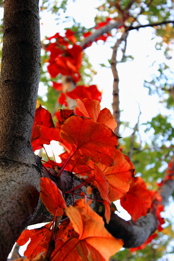 _MG_5489.JPG
