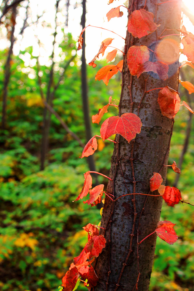 _MG_5479.JPG