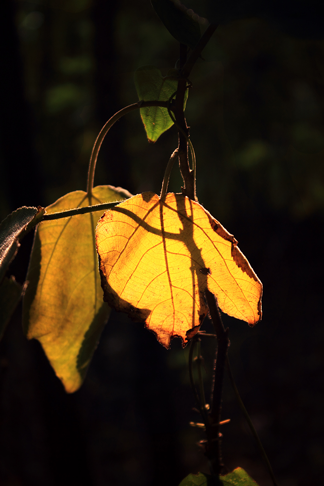 _MG_5398.JPG