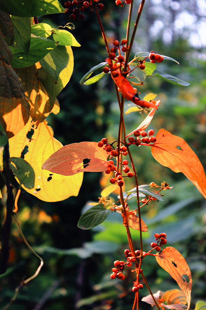 _MG_5450.JPG
