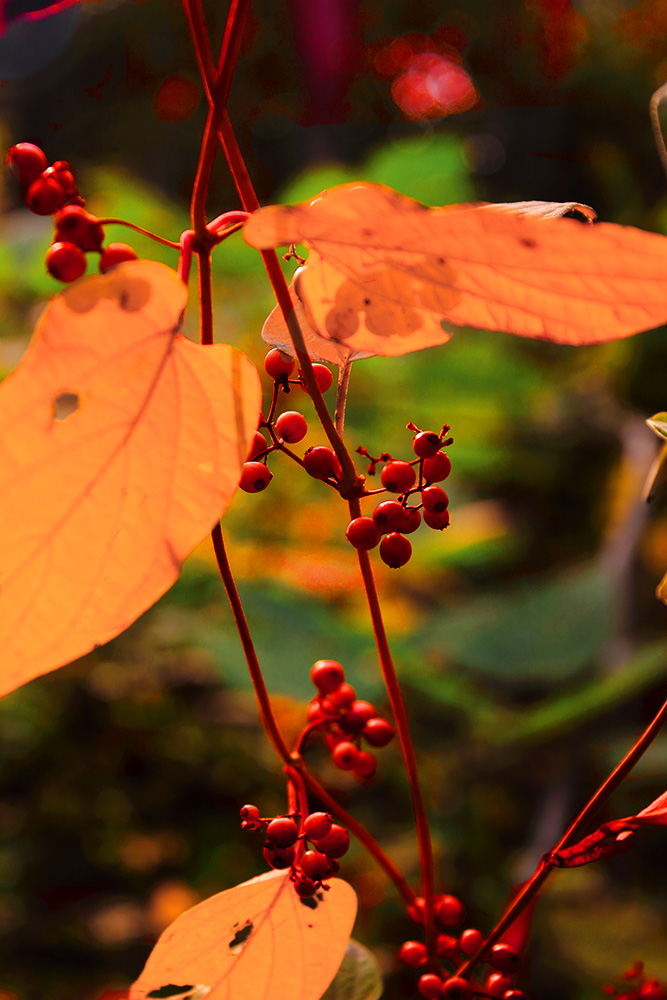 _MG_5461.JPG