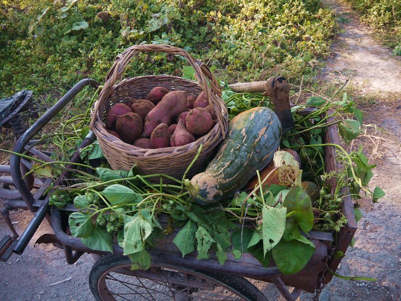 P1350056a.jpg