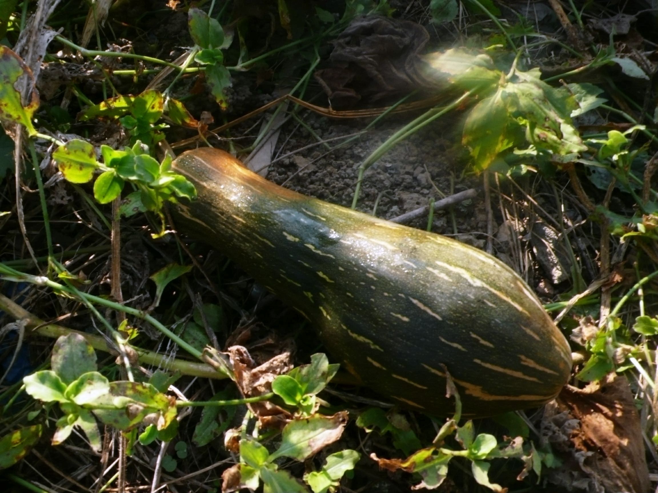 P1160480_看图王.jpg