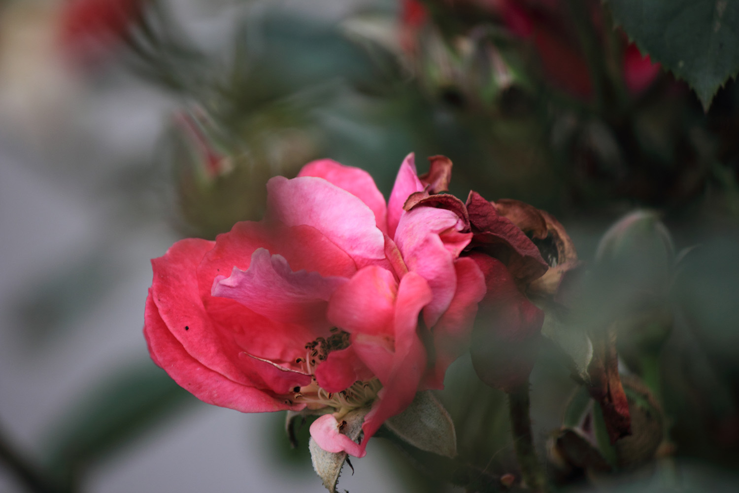 _MG_6615.JPG