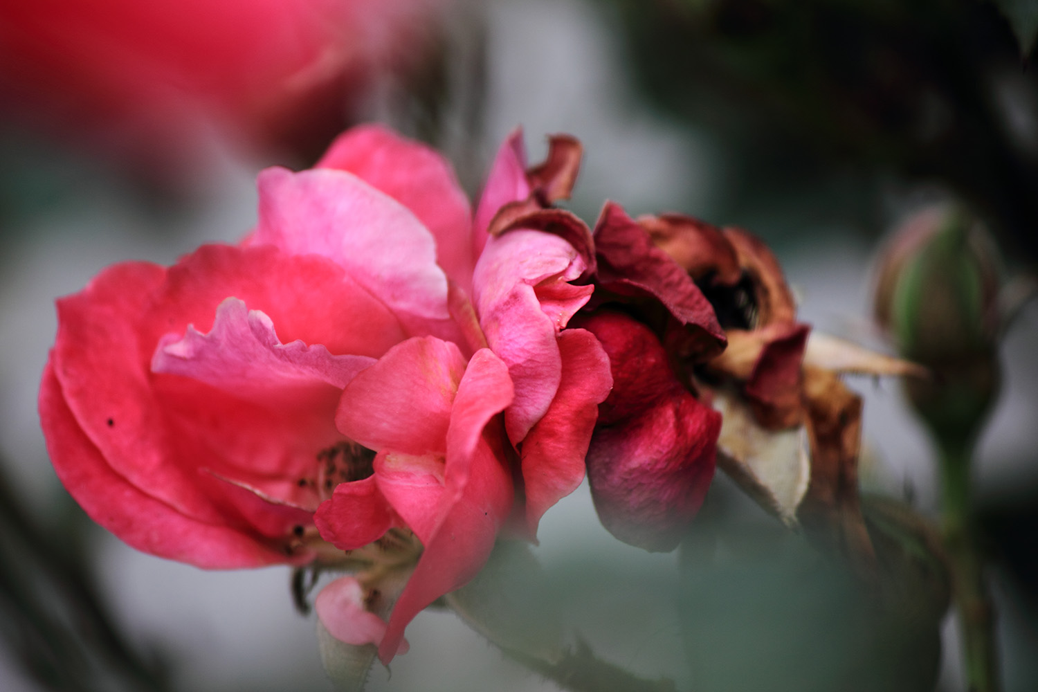 _MG_6620.JPG