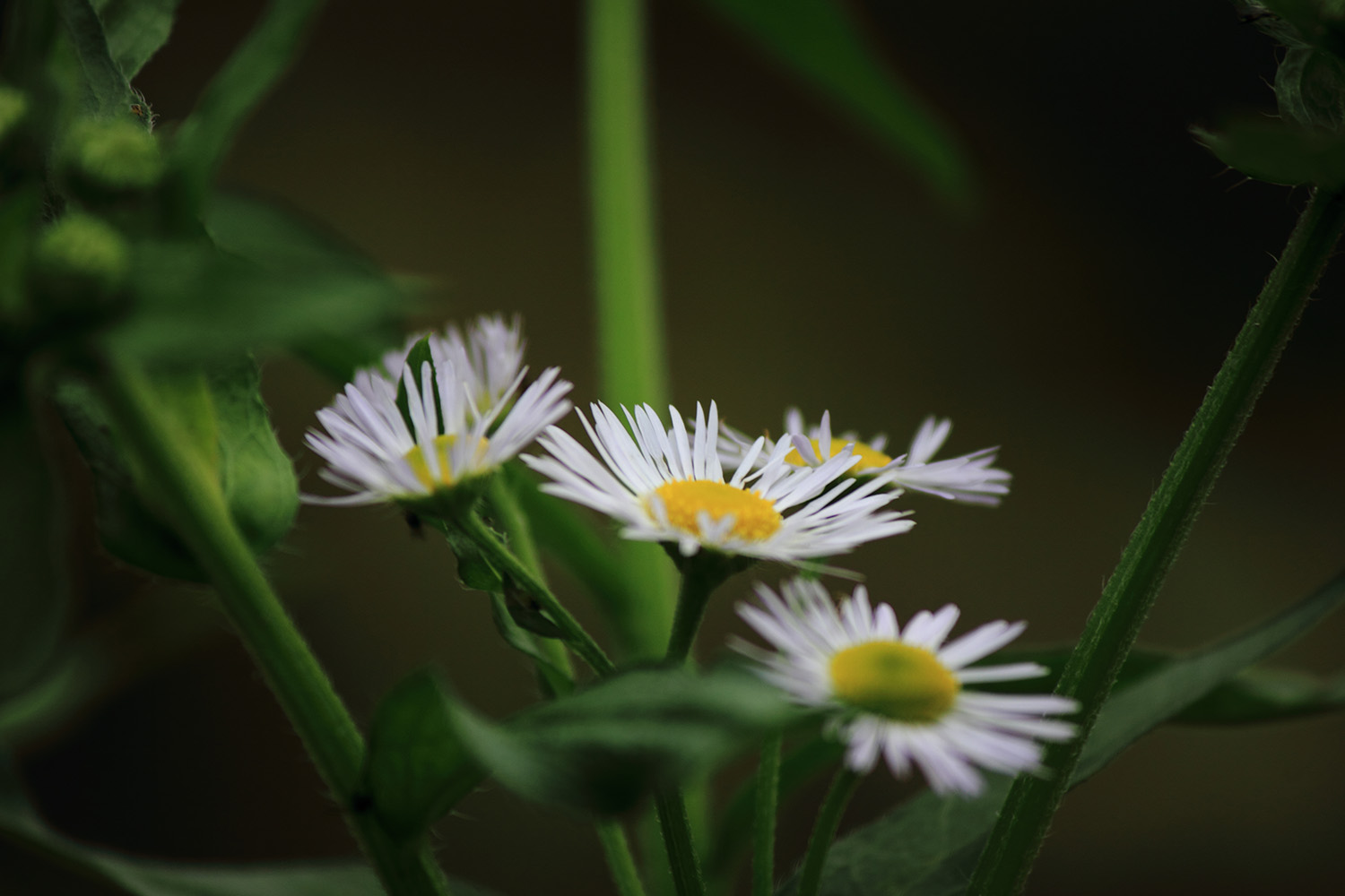 _MG_6560.JPG