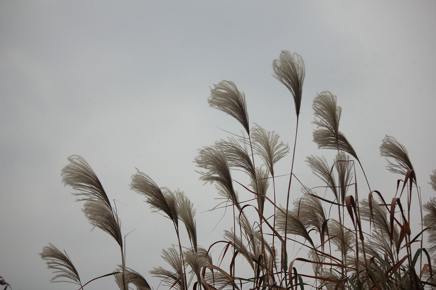 _MG_6569.JPG