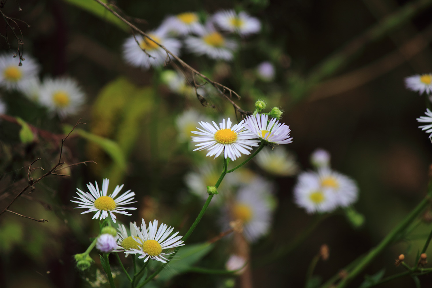 _MG_6572.JPG