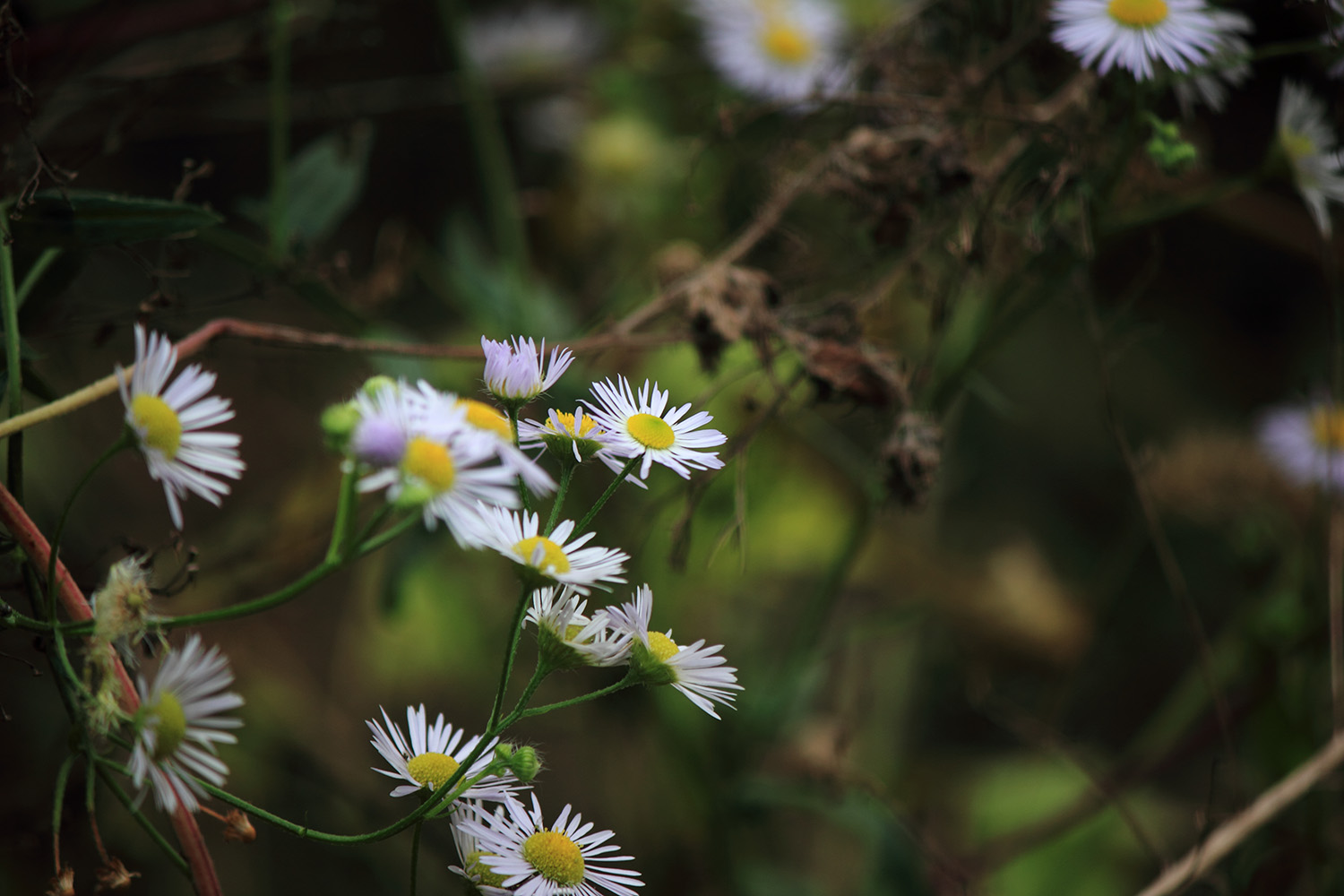 _MG_6574.JPG