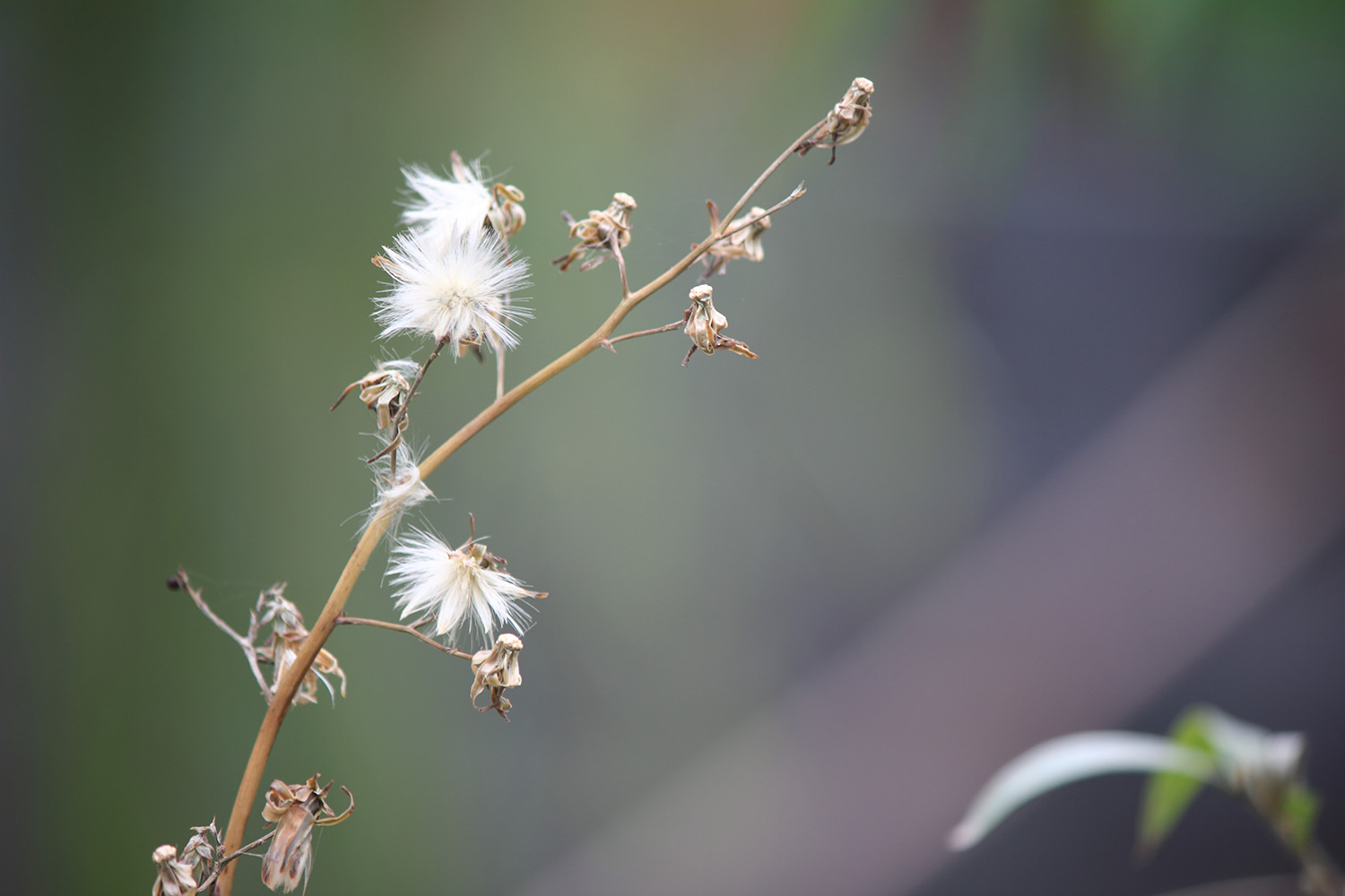 _MG_6588.JPG