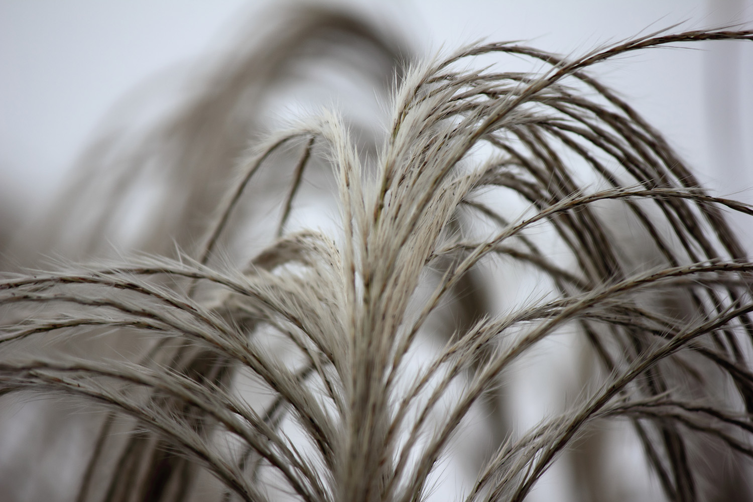 _MG_6591.JPG