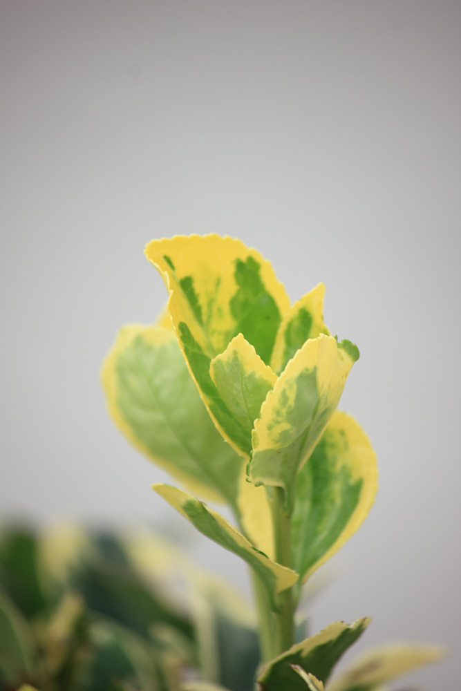 _MG_6600.JPG