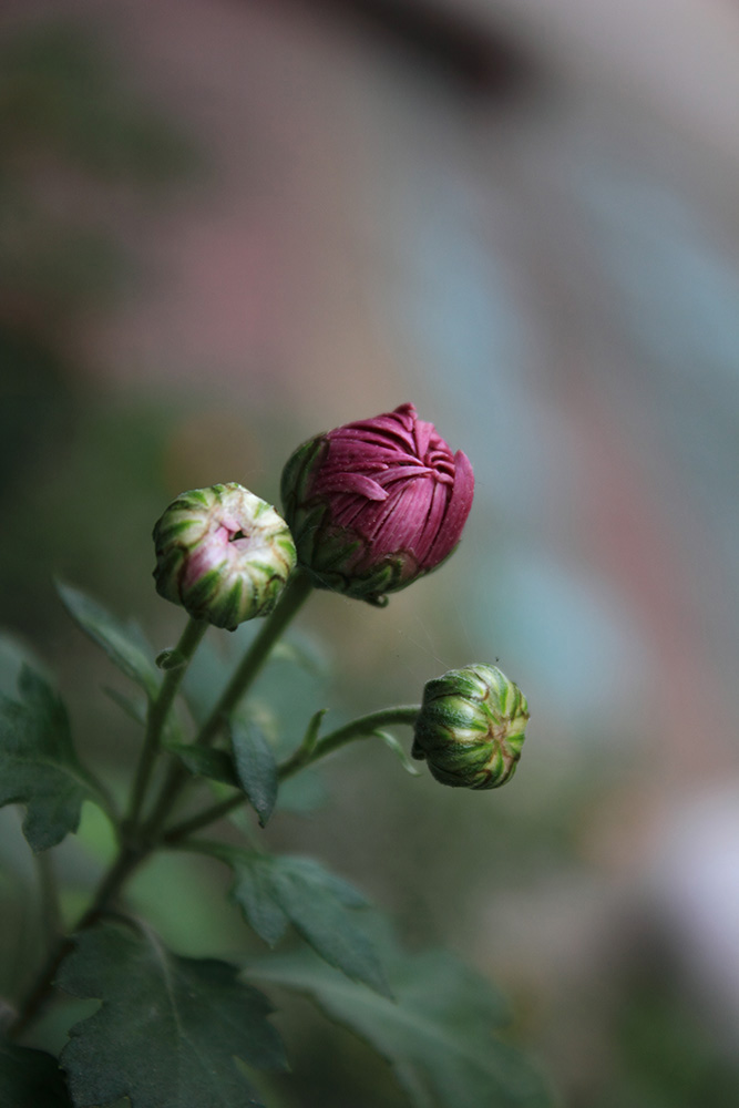 _MG_6261.JPG