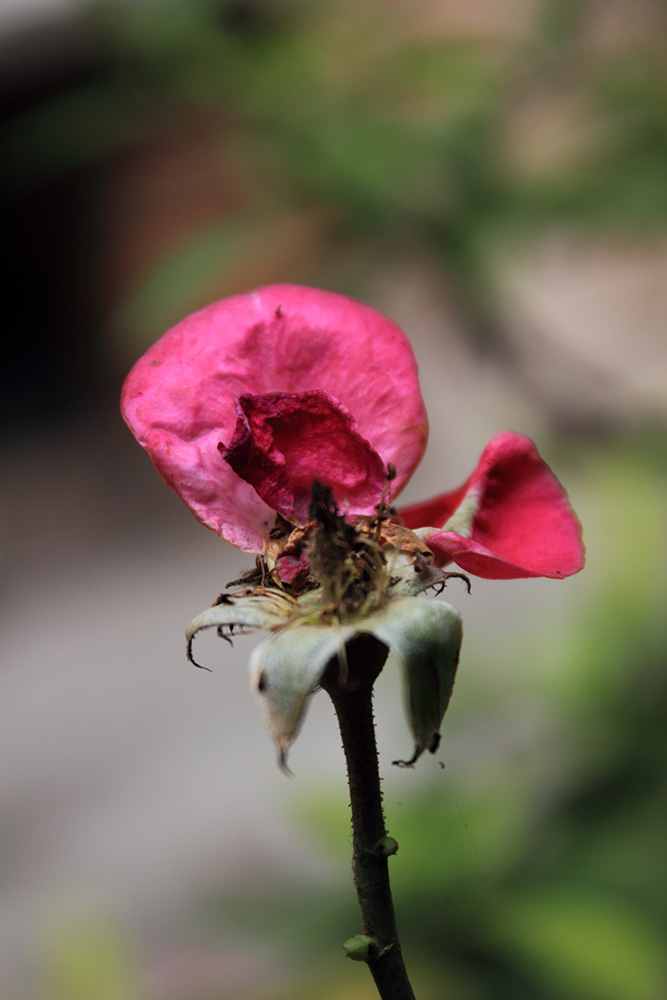 _MG_6295.JPG