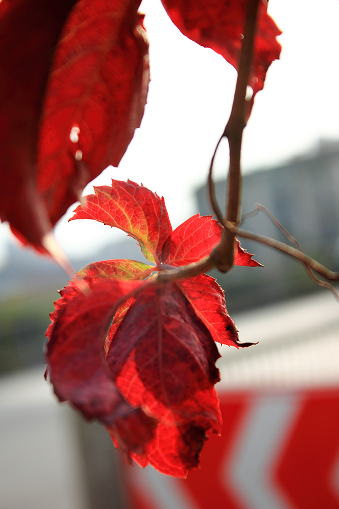 _MG_6316.JPG