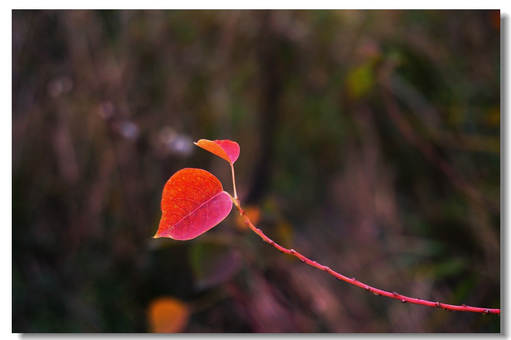 nEO_IMG_DSC00918.jpg