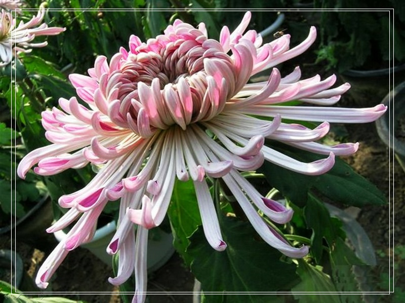 nEO_IMG_菊花.jpg