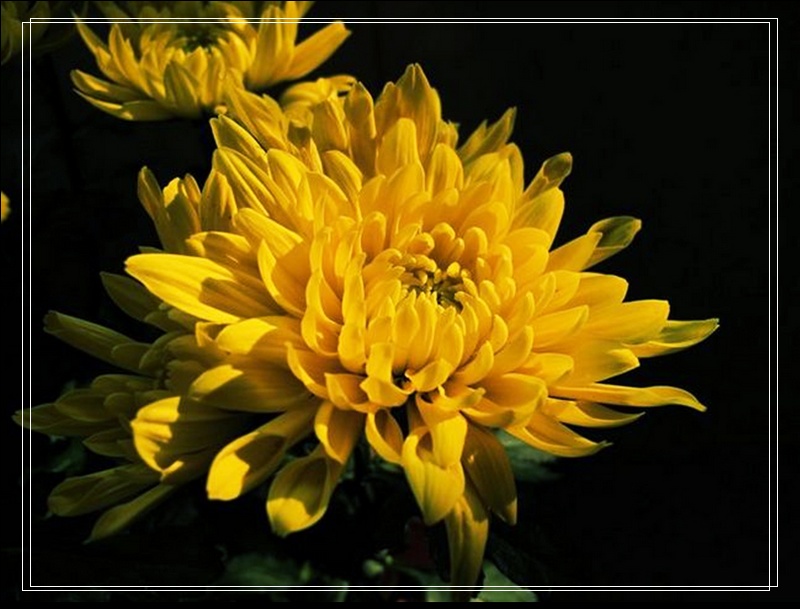 nEO_IMG_菊花2.jpg