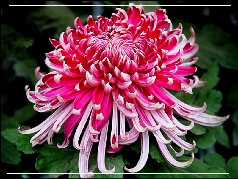 nEO_IMG_菊花4.jpg
