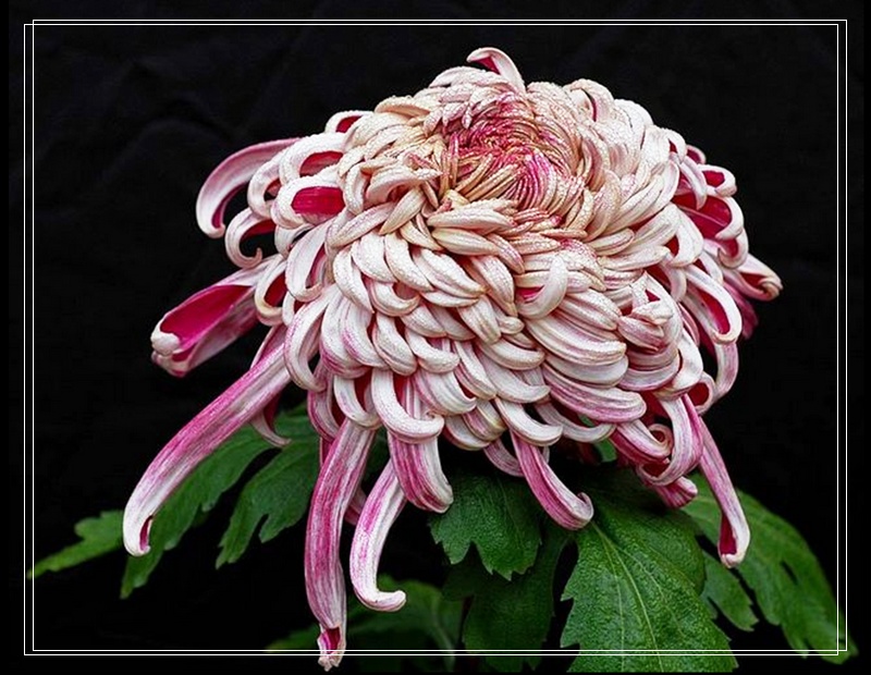 nEO_IMG_菊花5.jpg