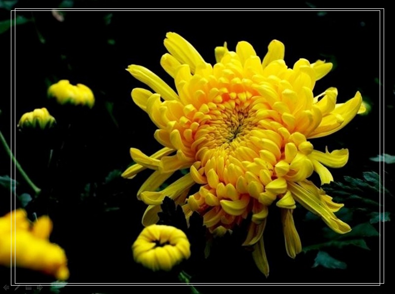 nEO_IMG_菊花6.jpg