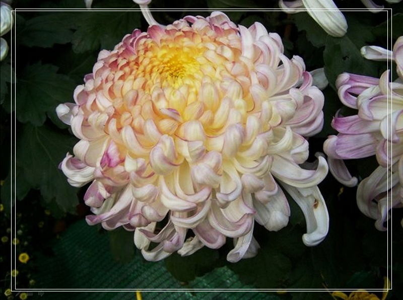 nEO_IMG_菊花8.jpg