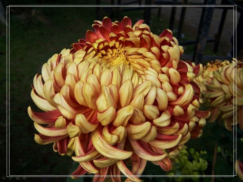 nEO_IMG_菊花11.jpg